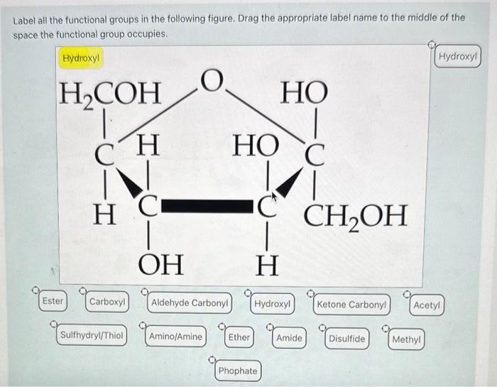 Solved Label all the functional groups in the following | Chegg.com