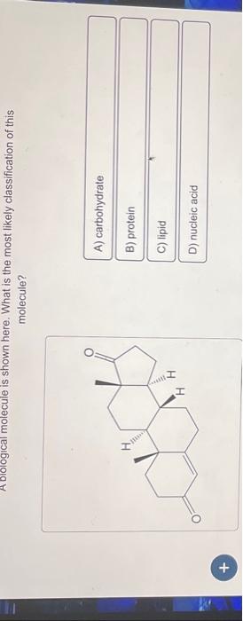 Solved A Biological Molecule Is Shown Here. What Is The Most | Chegg.com