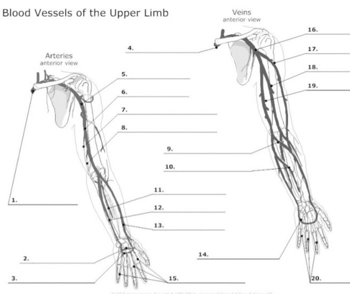 Solved U Blood Vessels of the Upper Limb Veins anterior | Chegg.com