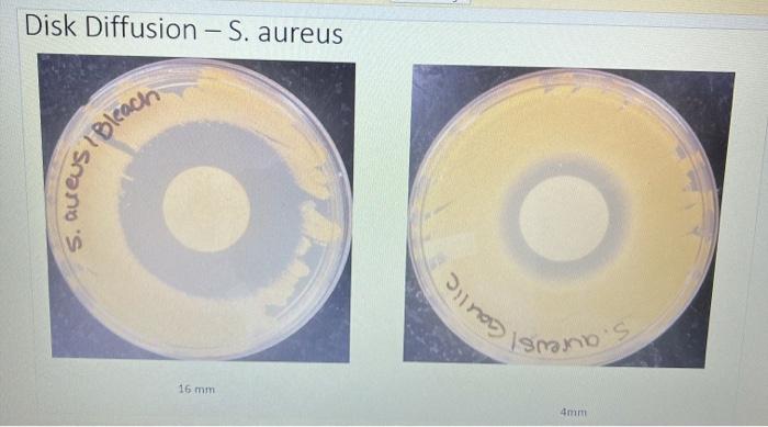 Solved Disk Diffusion and Kirby Bauer lab results Disk | Chegg.com