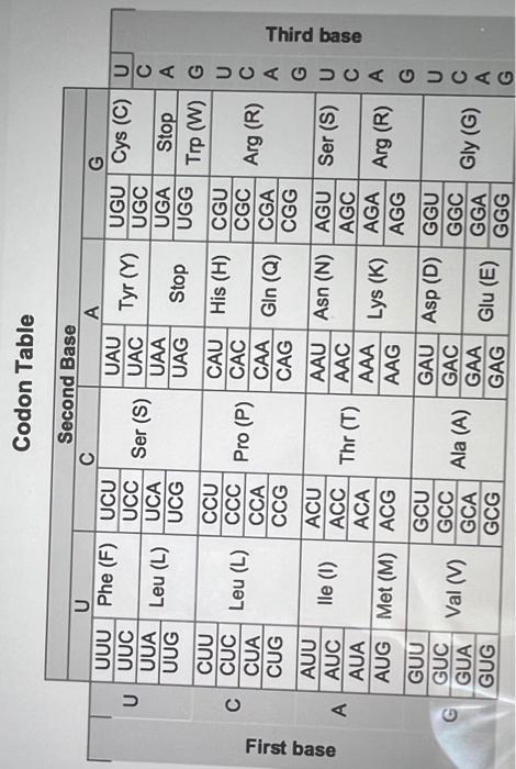 Solved What is the sequence of the protein that would be | Chegg.com
