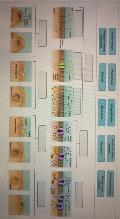 Solved Passive Transport Phagocytosis Simple Diffusion Chegg Com