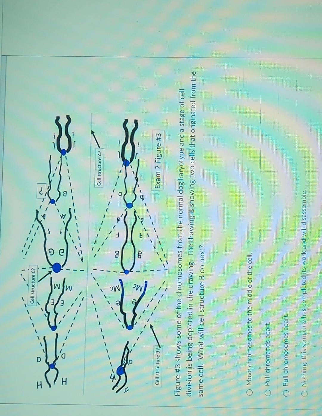 Solved Figure \#3 shows some of the chromosomes from the | Chegg.com