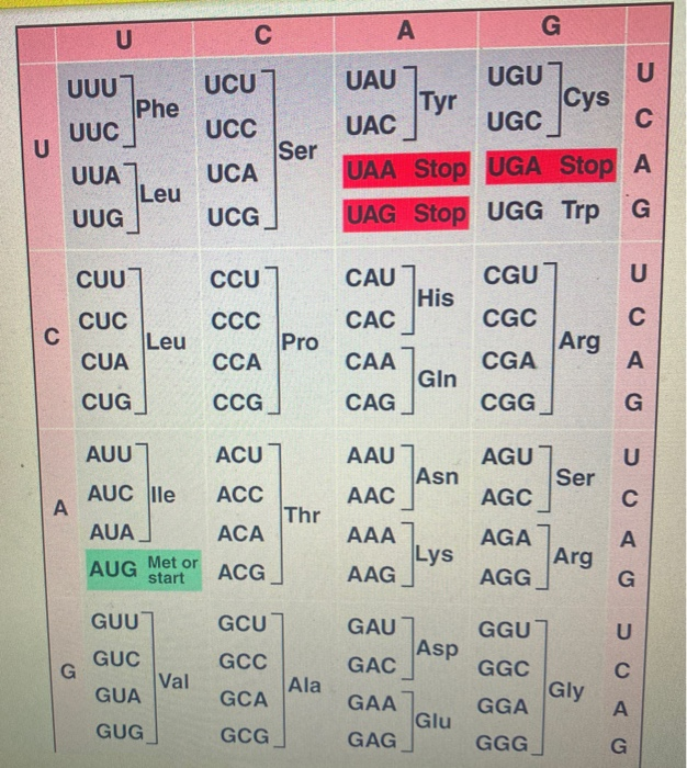 Solved QUESTION 48 Below is a NON TEMPLATE DNA strand You Chegg com