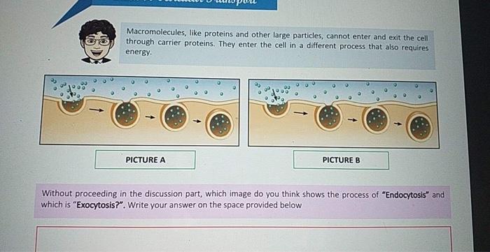 Macromolecules Like Proteins And Other Large Chegg Com