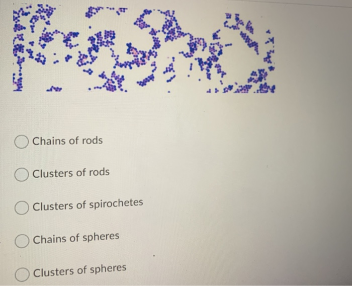 spirochetes gram stain