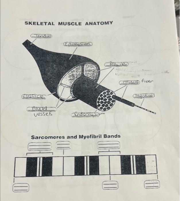 Solved SKELETAL MUSCLE ANATOMY | Chegg.com