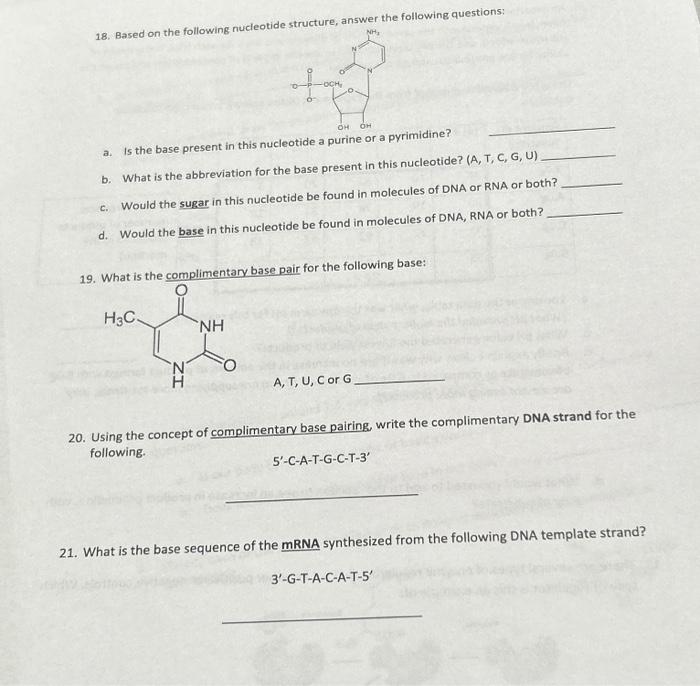 Solved 18. Based on the following nucleotide structure, | Chegg.com