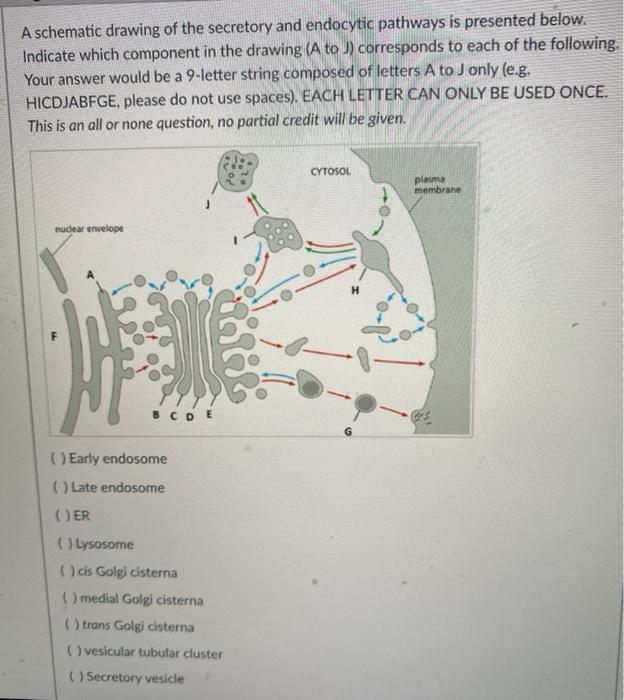 Solved A schematic drawing of the secretory and endocytic | Chegg.com
