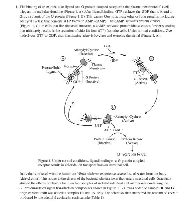 Solved 1. The binding of an extracellular ligand to a G | Chegg.com