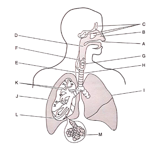 The Respiratory System Chapter 7 - ambrosialmoms