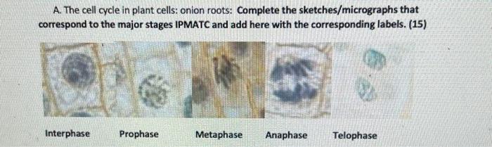 Solved the cell cycle in animal cells whitefish blastula. Chegg