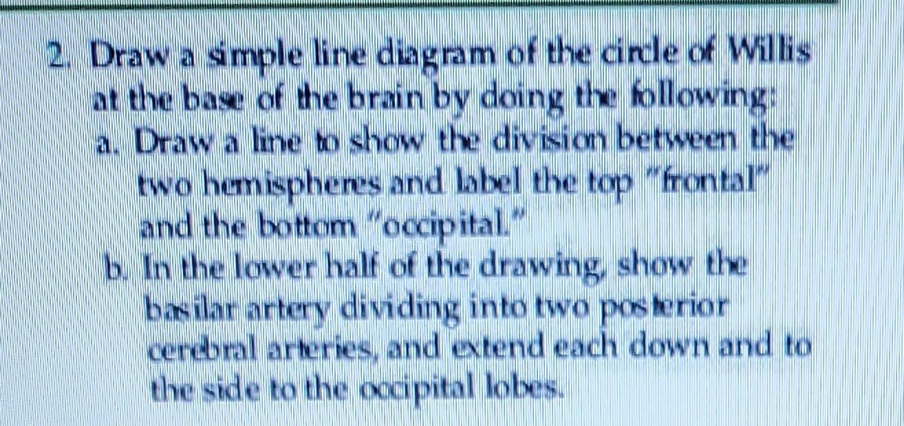 2. Draw a smple line diagram of the circle of Willis
at the base of the brain by doing the following:
a. Draw a line to show 