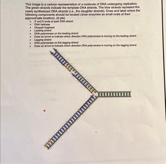 Solved This image is a cartoon representation of a molecule | Chegg.com