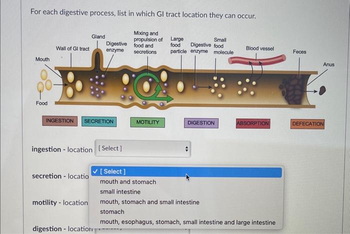 Solved For each digestive process, list in which GI tract | Chegg.com