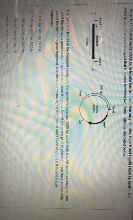 Solved The PUC19 plasmid vector (3000 bp in length) has two | Chegg.com