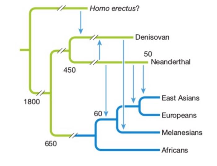 Solved Explain How Evidence Of Hybridizations Between Living | Chegg.com