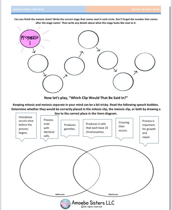 Can you finish the meiosis chain? Write the correct stage that comes next in each circle. Dont forget the number that comes