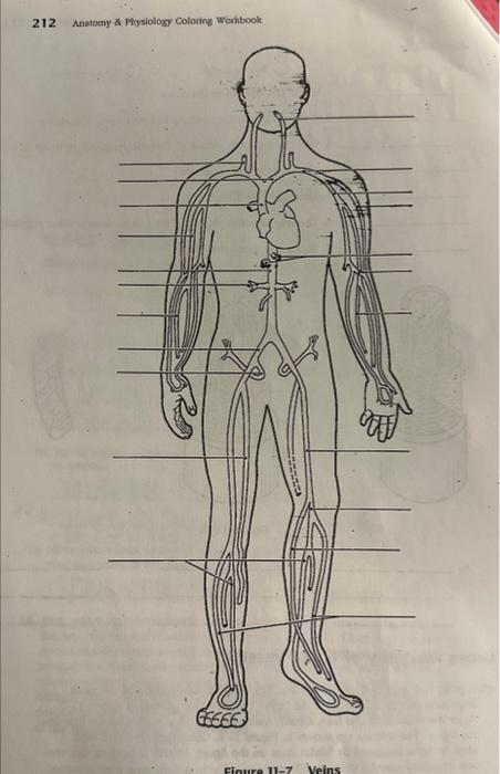 Solved 212 Anatomy & Physiology Coloring Workbook 11 EESEE | Chegg.com