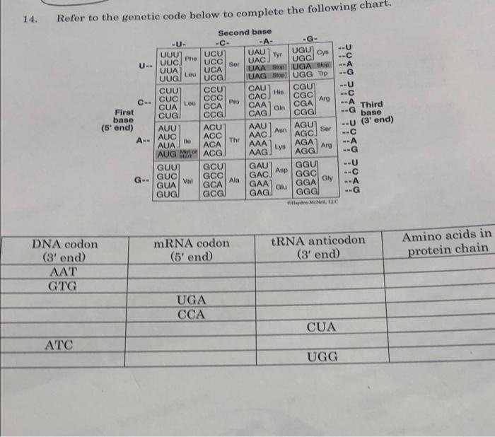 Solved 14. Refer to the genetic code below to complete the | Chegg.com