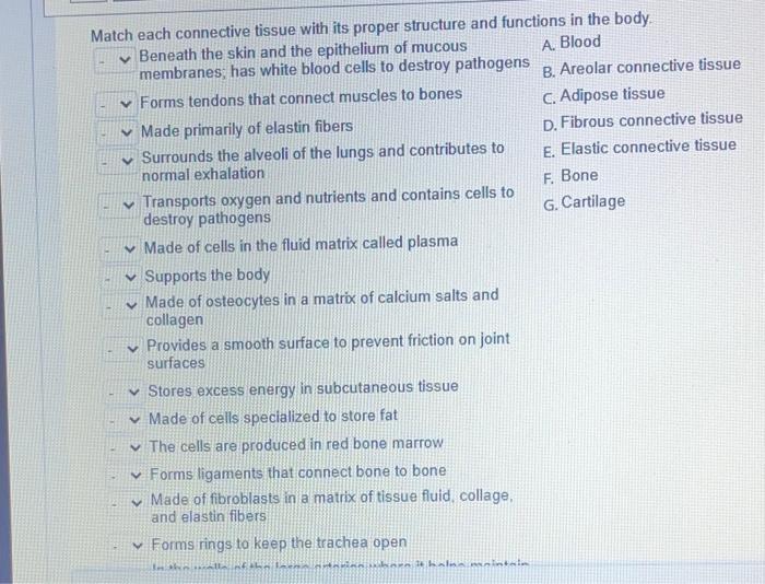 Match each connective tissue with its proper