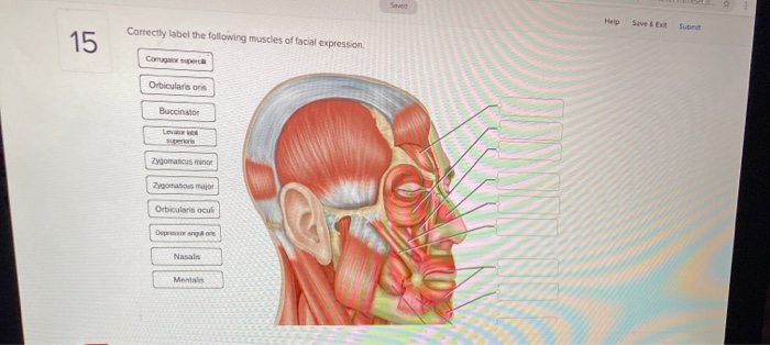 Solved Help Save Correctly label the following muscles of Chegg