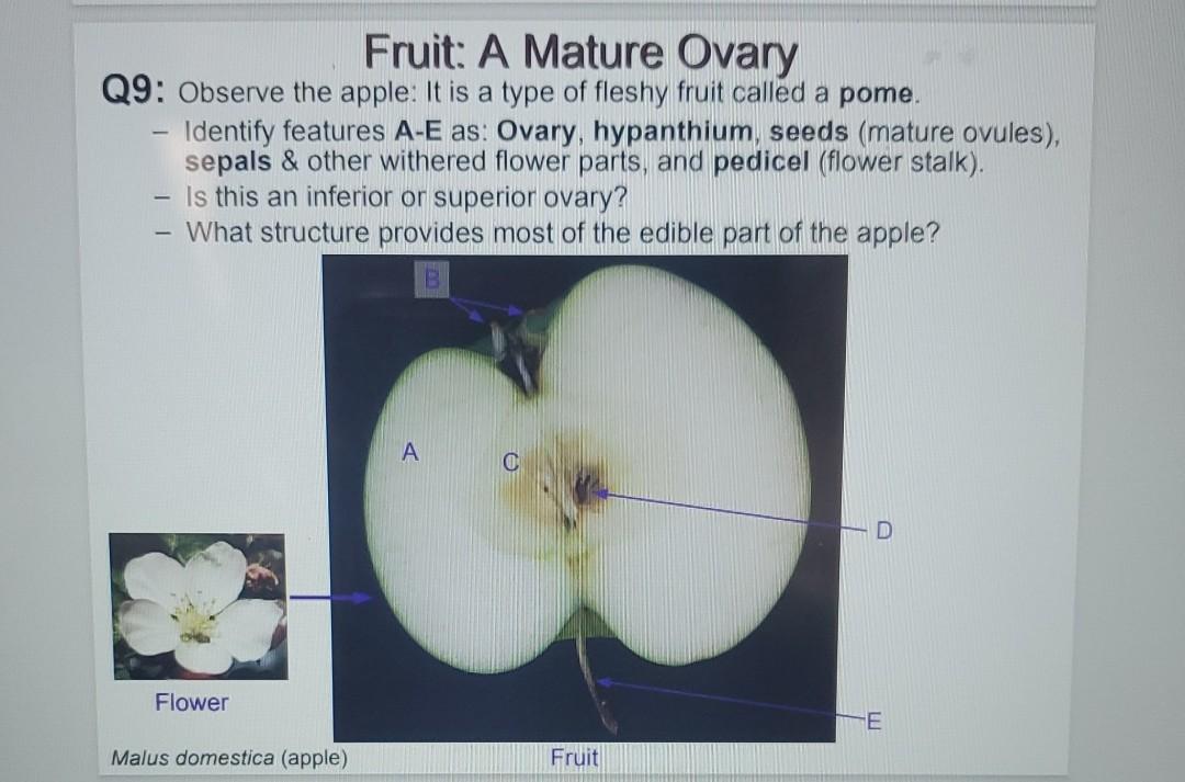 solved-8-a-identify-the-ovary-postion-inferior-or-chegg