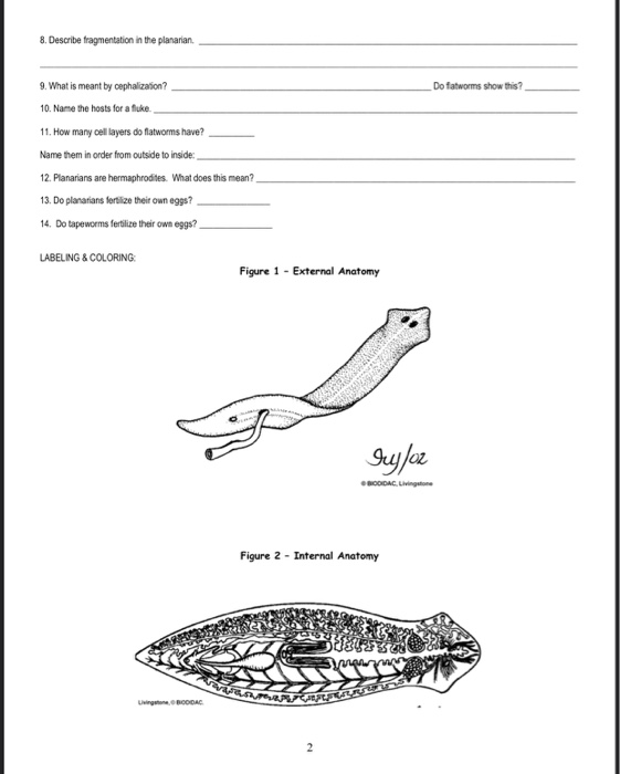 Solved Name Class Cell Flatworms Flatworms Are In The P Chegg Com