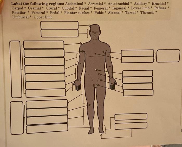 Solved Label the following regions of the external anatomy: | Chegg.com