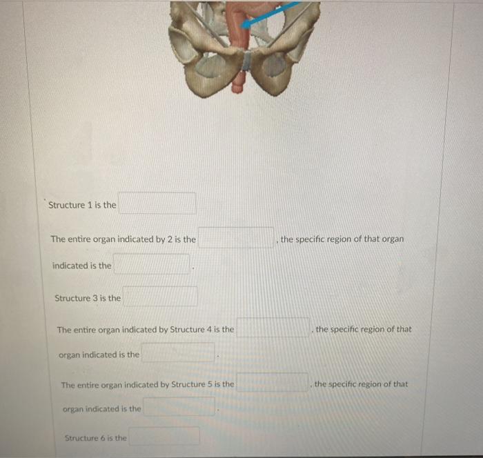 Solved 1 2. -5 3 4 -6 Structure 1 is the The entire organ | Chegg.com