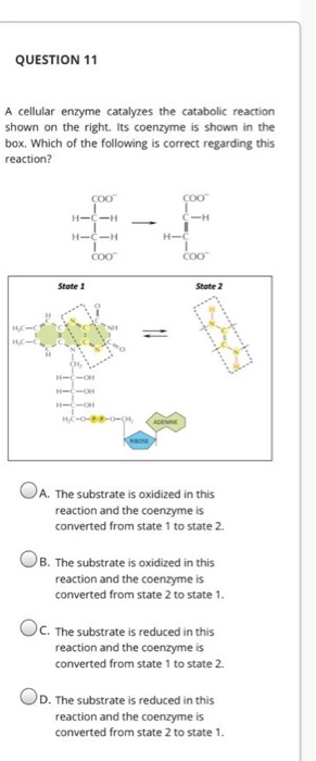 Solved QUESTION 11 A Cellular Enzyme Catalyzes The Catabolic | Chegg.com