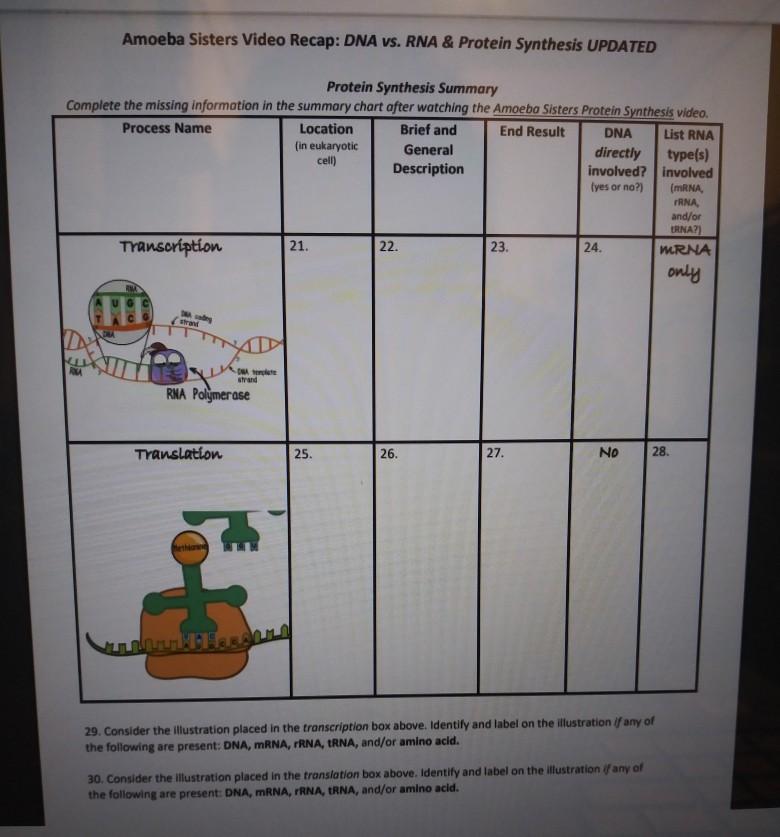 solution-amoeba-sisters-video-recap-dna-replication-studypool