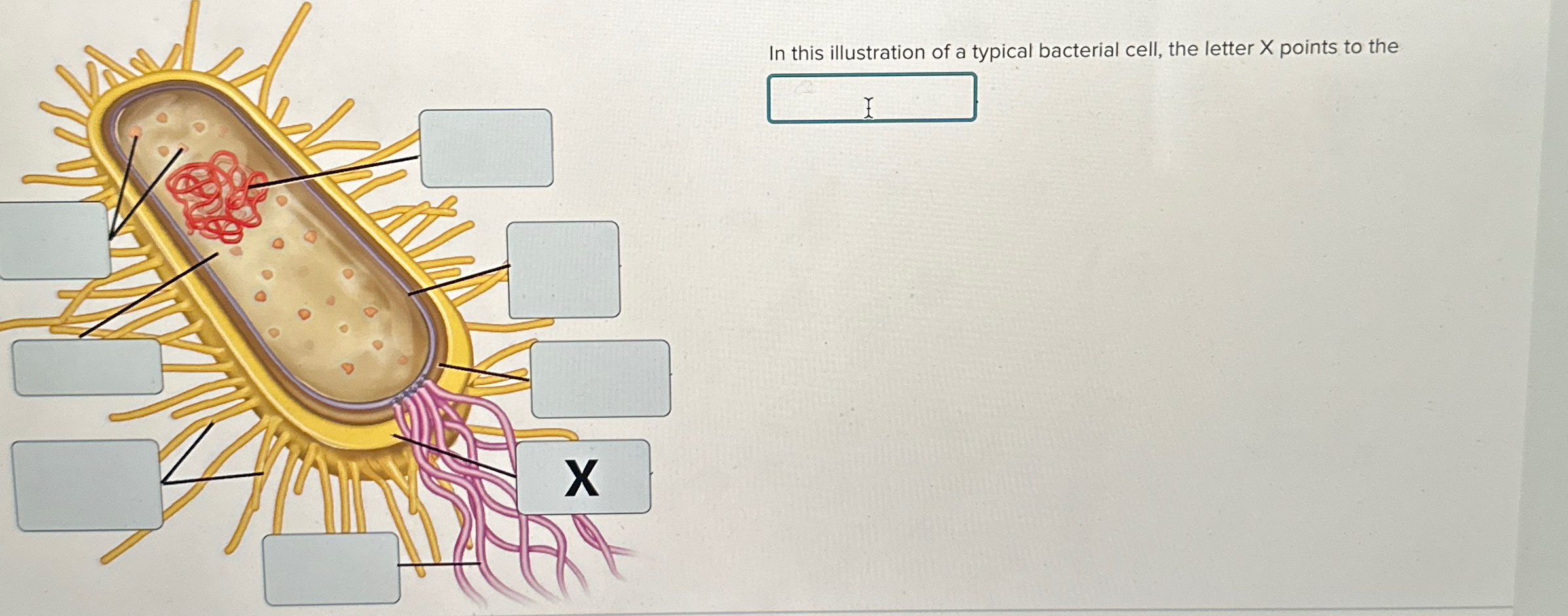 Solved In this illustration of a typical bacterial cell, the | Chegg.com