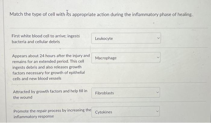 Solved Match the type of cell with its appropriate action | Chegg.com