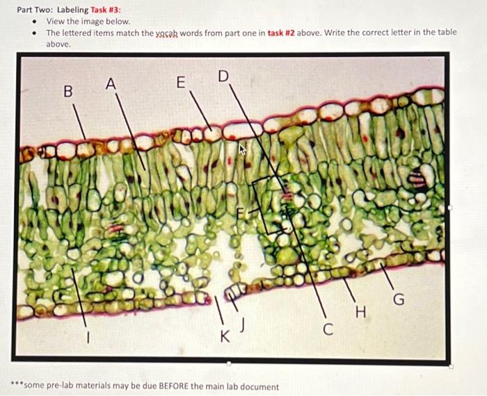 Solved Part Two: Labeling Task #3: View the image below. | Chegg.com