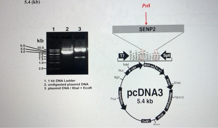 Solved 5.4 (kb) Psrl 1 2 3 SENP2 kb 6.0 5.0 4.0 10.0 T7 Sp6 | Chegg.com