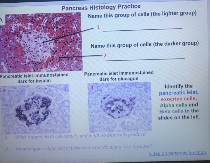 islets of langerhans alpha and beta cells