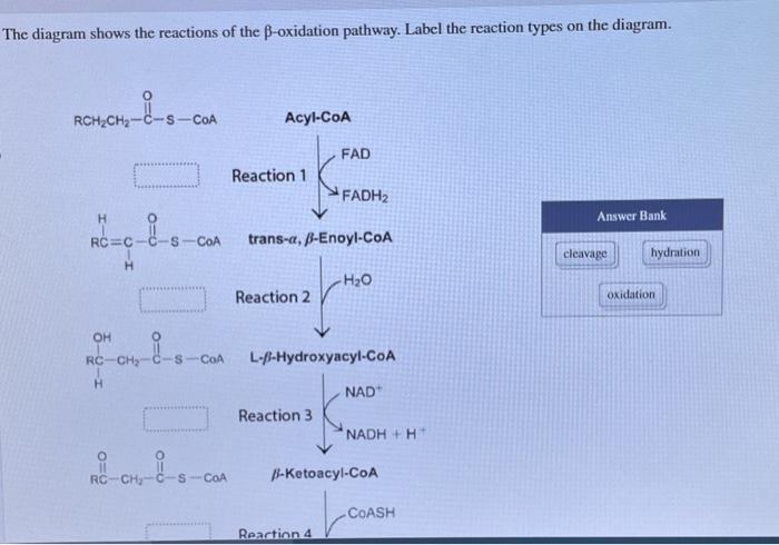Solved The diagram shows the reactions of the β-oxidation | Chegg.com
