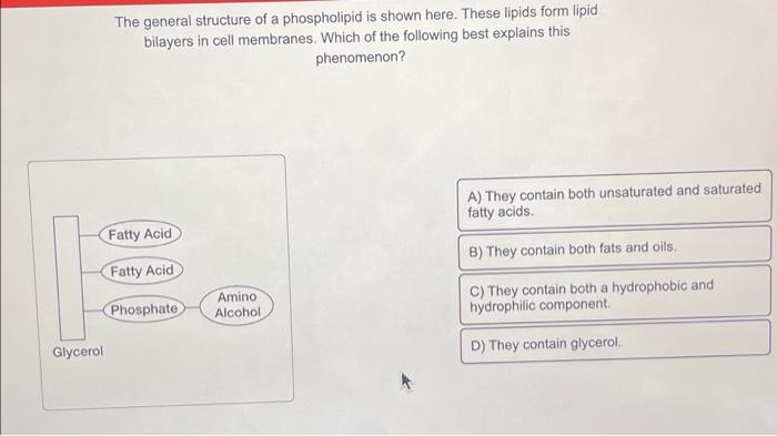 The general structure of a phospholipid is shown here. These lipids form lipid bilayers in cell membranes. Which of the follo