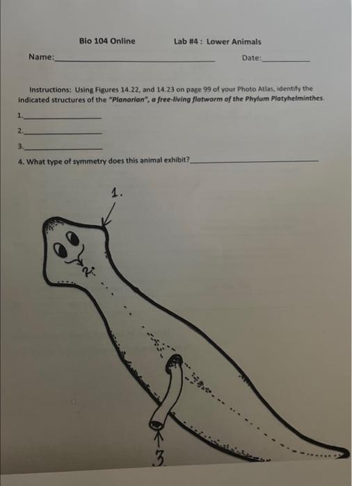 Solved Bio 104 Online Lab #4: Lower Animals Date: Name: | Chegg.com