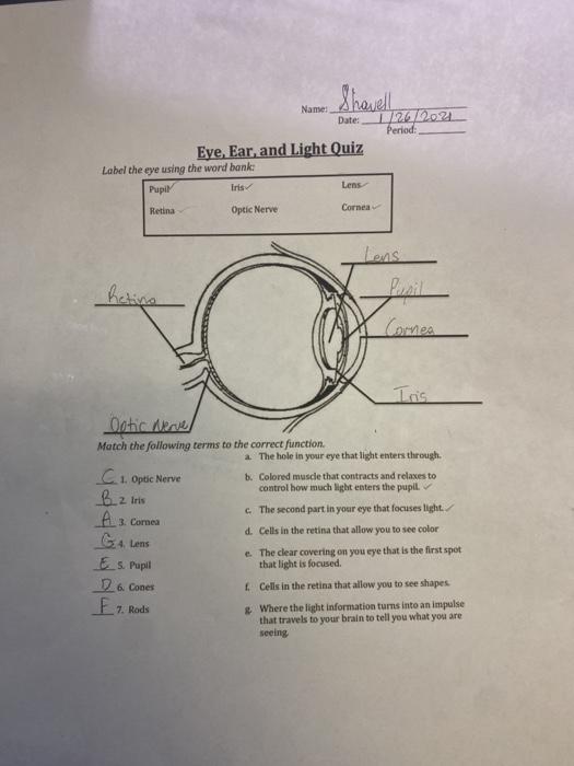 parts of the ear and their functions quiz