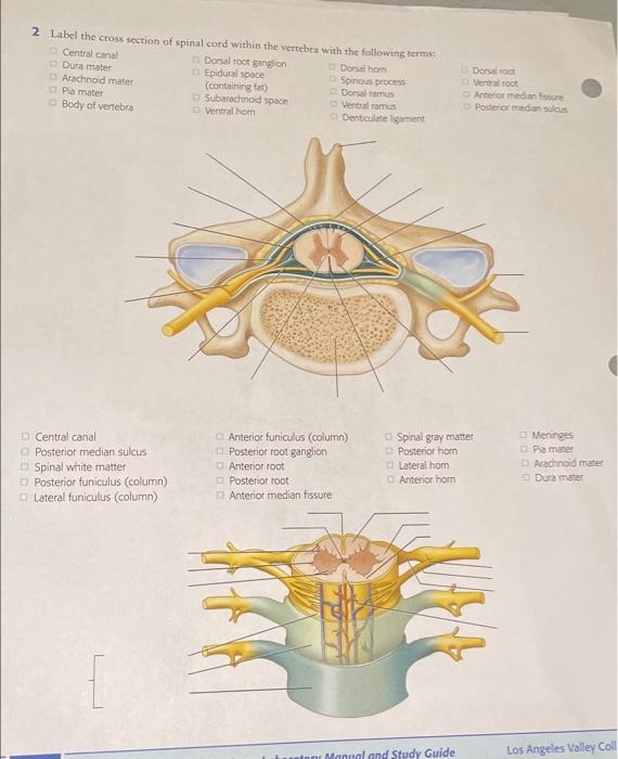 spinal cord labeled dura mater