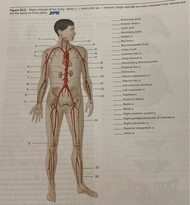 Solved Figure 20.2 Major arteries of the body. (Note a. - | Chegg.com