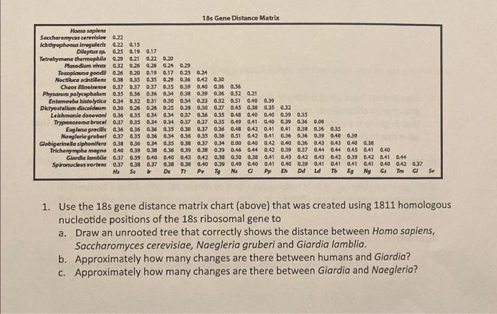 1. Use the 18 s gene distance matrix chart (above) that was created using 1811 homologous nucleotide positions of the 18 s ri