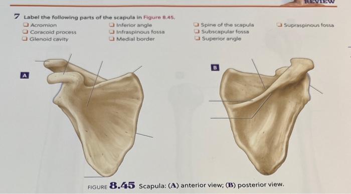 Solved 7 Label the following parts of the scapula in Figure