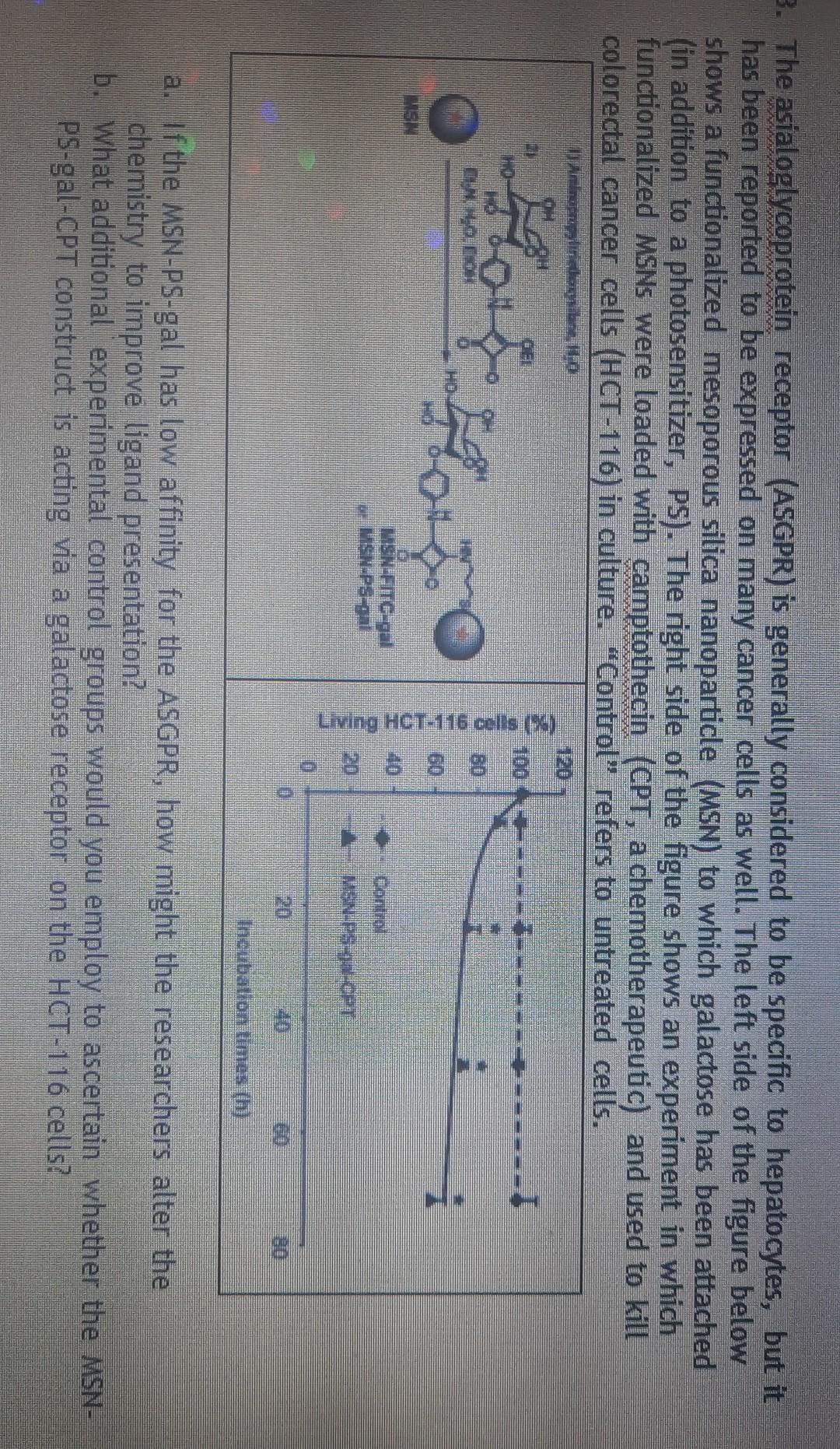 B. The asialoglycoprotein receptor (ASGPR) is