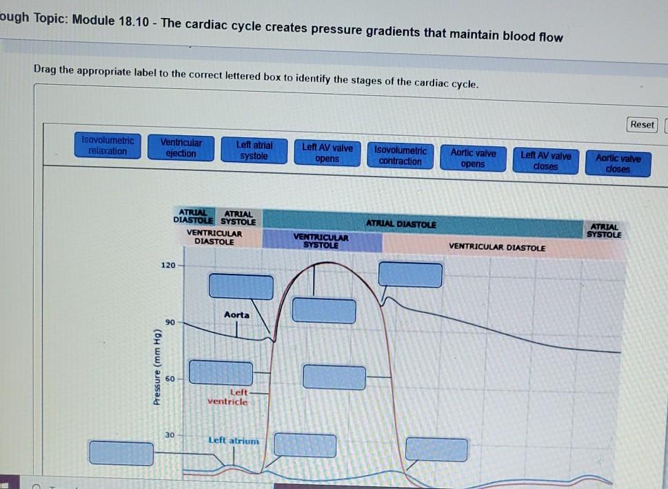 Solved Rough Topic Module 1810 The Cardiac Cycle Creates 