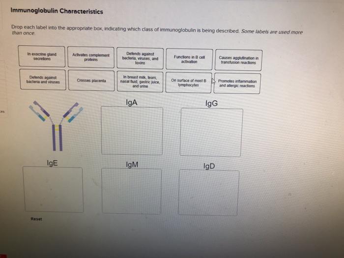 Solved Immunoglobulin Characteristics Drop Each Label Into 