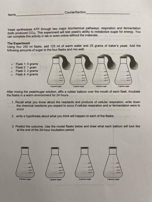 Experiment: Fermentation balloons — Center for Professional