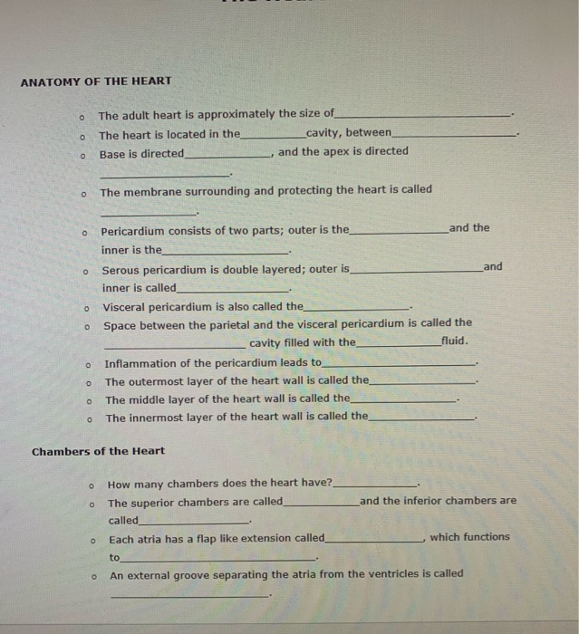 Solved ANATOMY OF THE HEART o The adult heart is